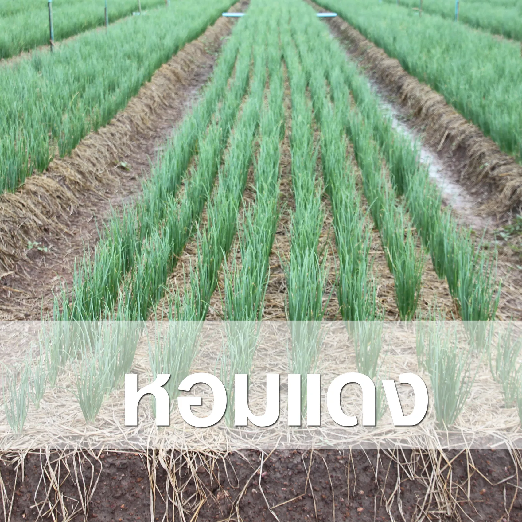 หอมแดง