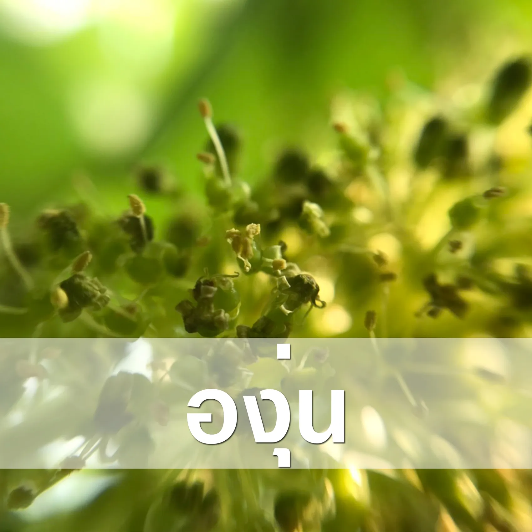 องุ่น