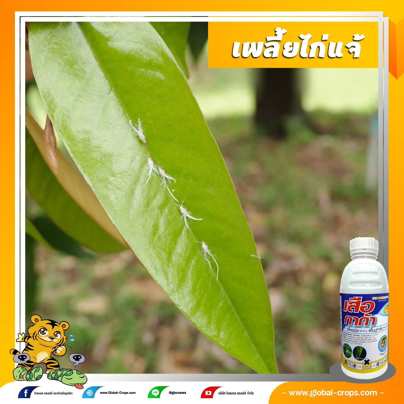 เพลี้ยไก่แจ้2000x2000