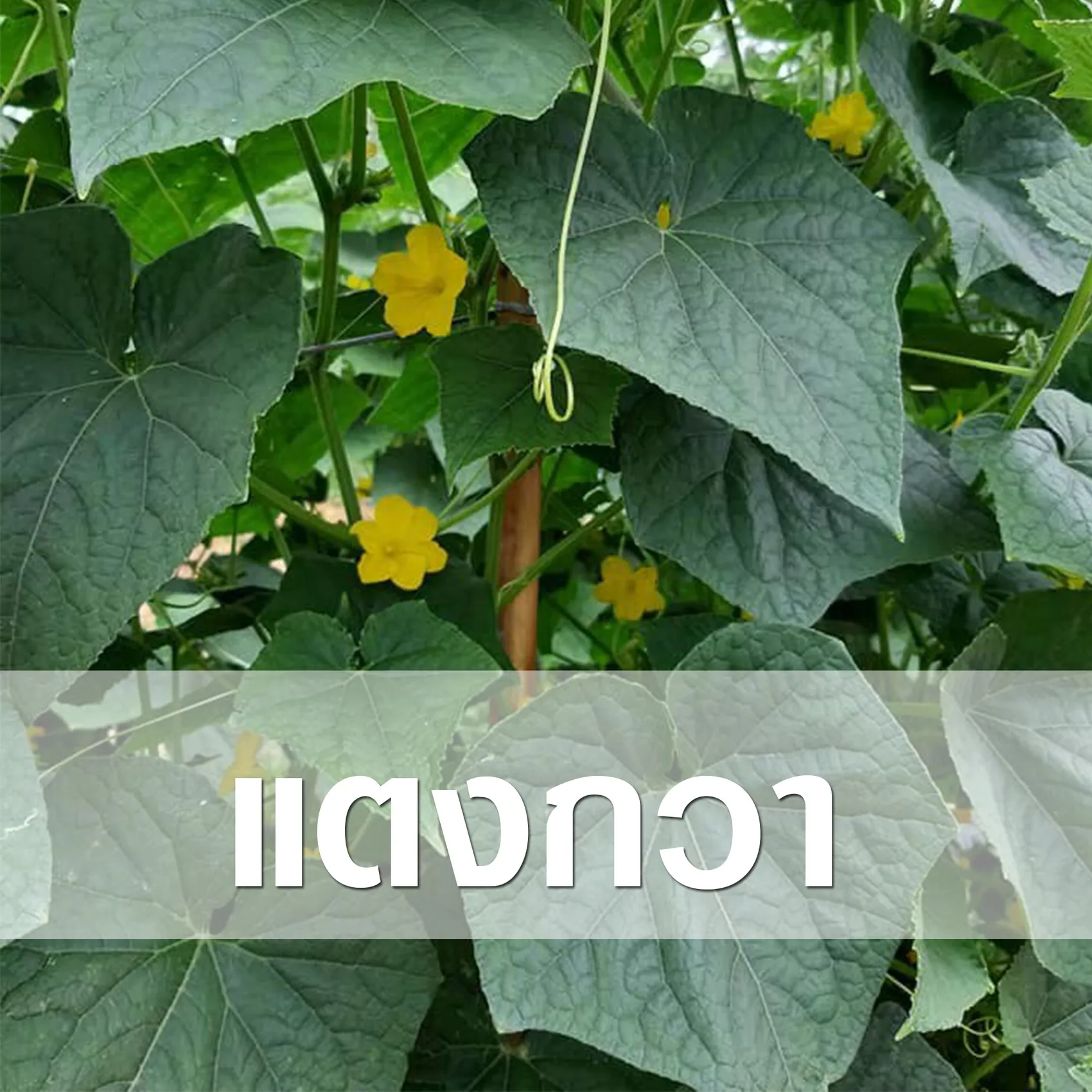 แตงกวา