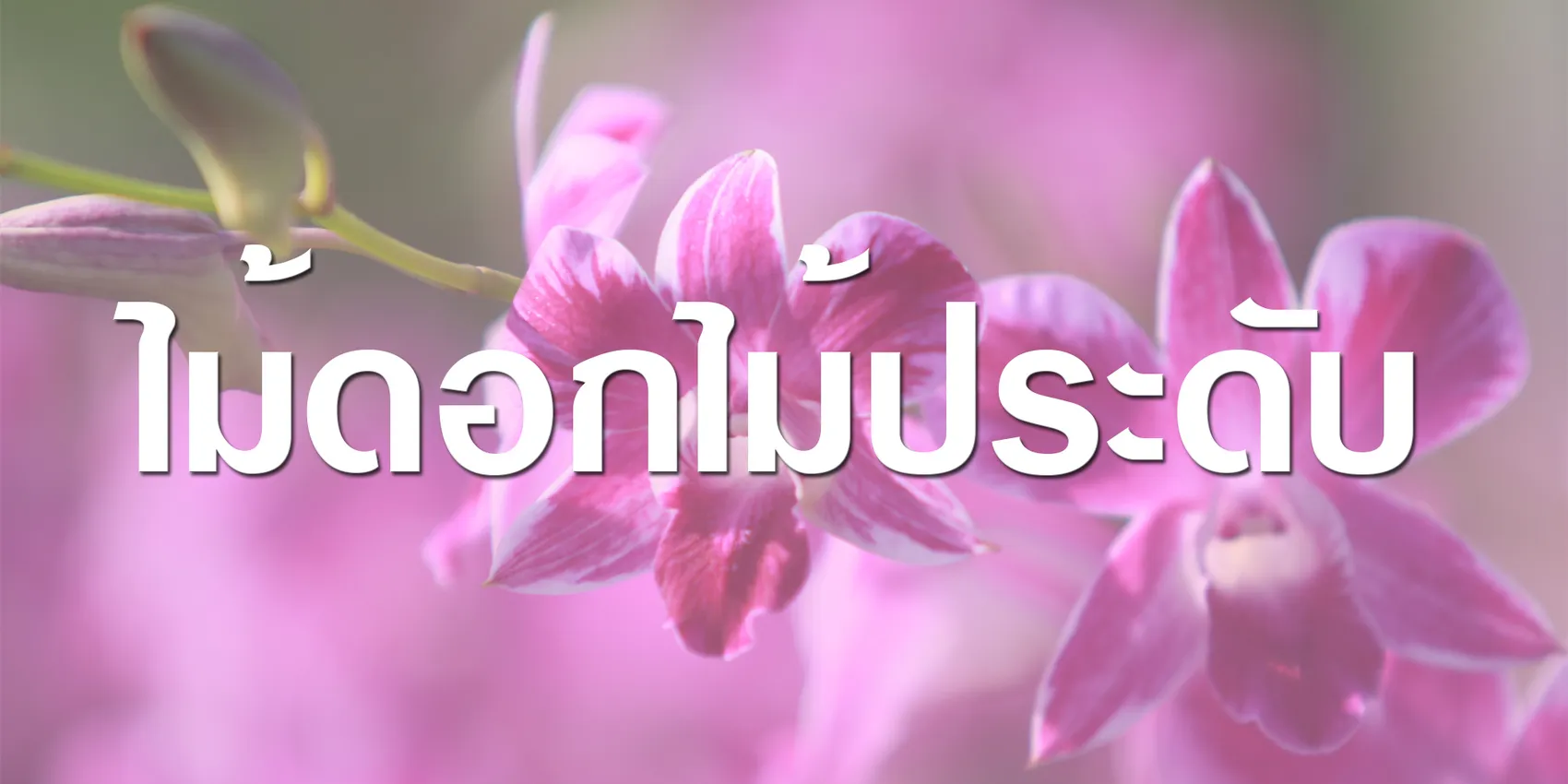 ไม้ดอกไม้ประดับ1000x2000