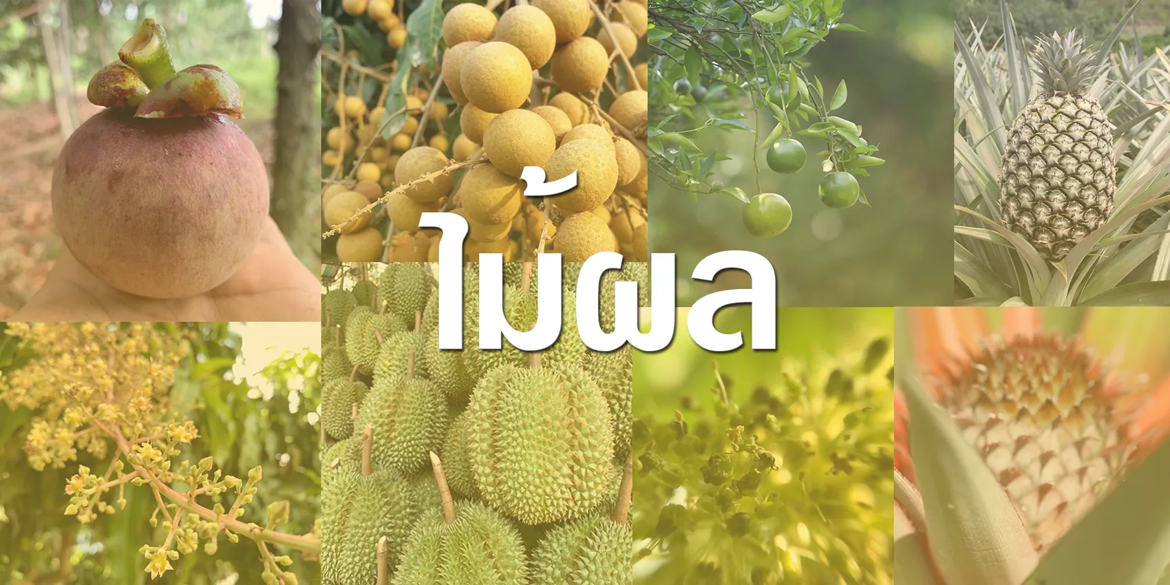 ไม้ผล1000x2000