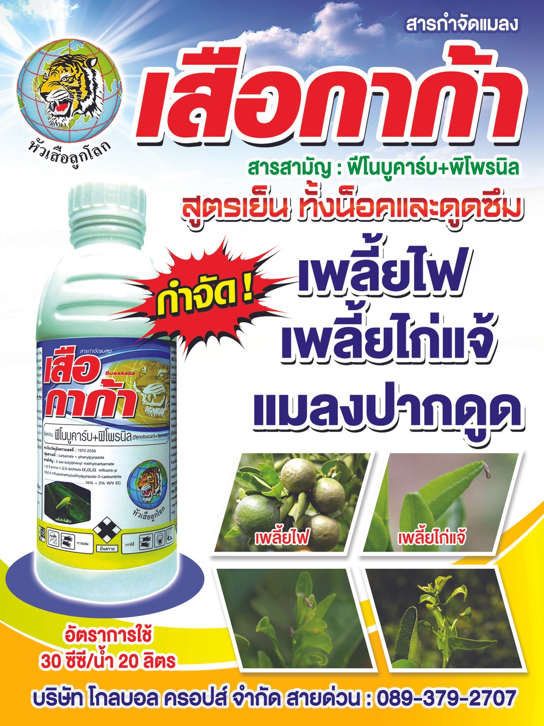 เสือกาก้าในส้ม60x80cm