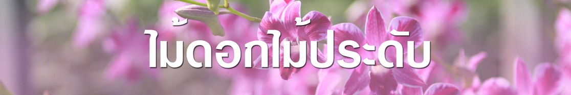 ไม้ดอกไม้ประดับ500x3000