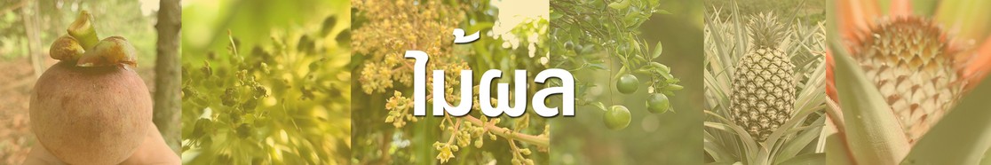 ไม้ผล500x3000