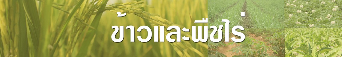 ข้าวและพืชไร่500x3000