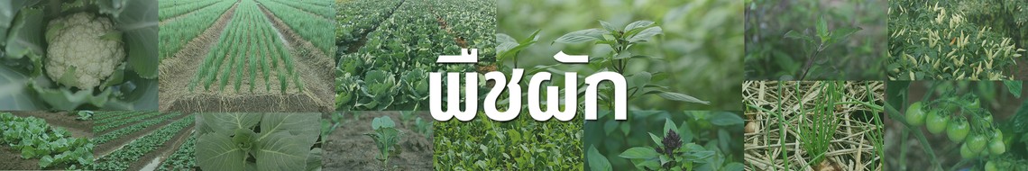 พืชผัก500x3000