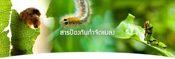แมลง