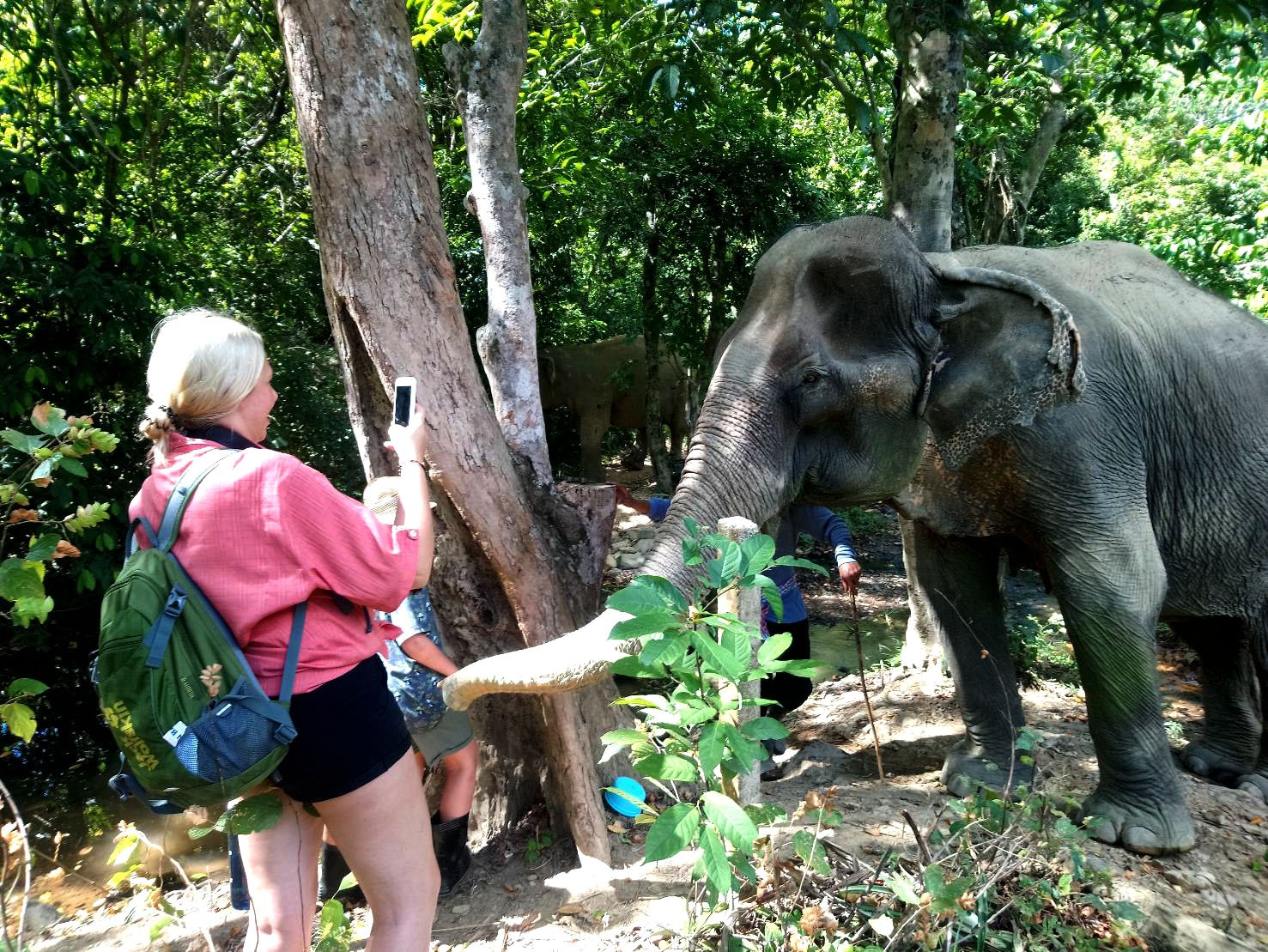 Program Jungle Walk With Elephants 