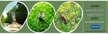 MANGROVEBYLONGTAIL