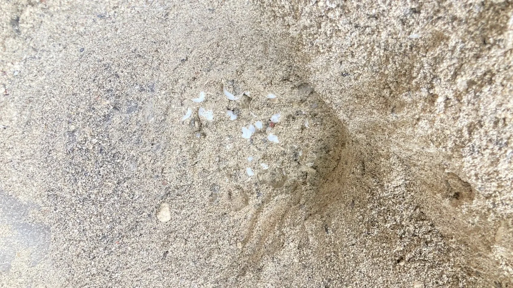 S187762540