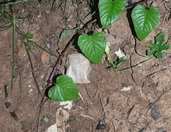 1748752727164