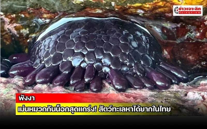 ข่าวเจาะลึก 1 (18)