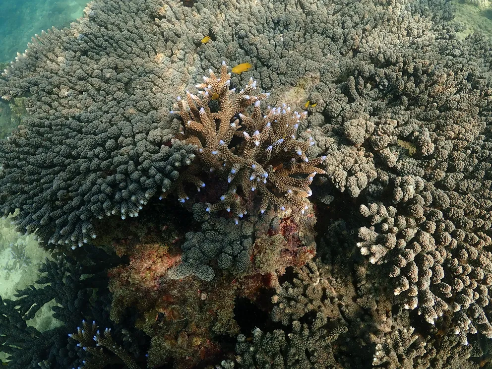 P2231297