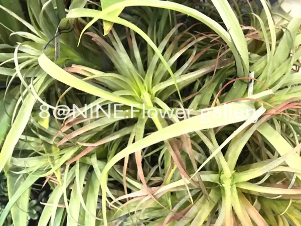 iTopPlus167349792205