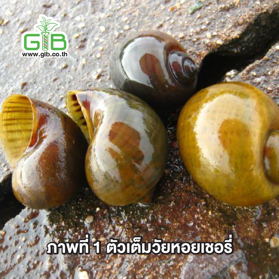 My Image 38