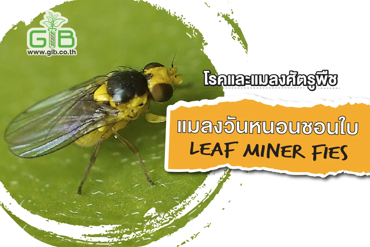 แมลงว นหนอนชอนใบ