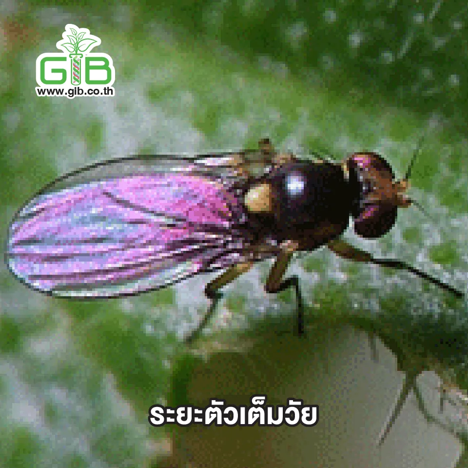แมลงว นหนอนชอนใบ