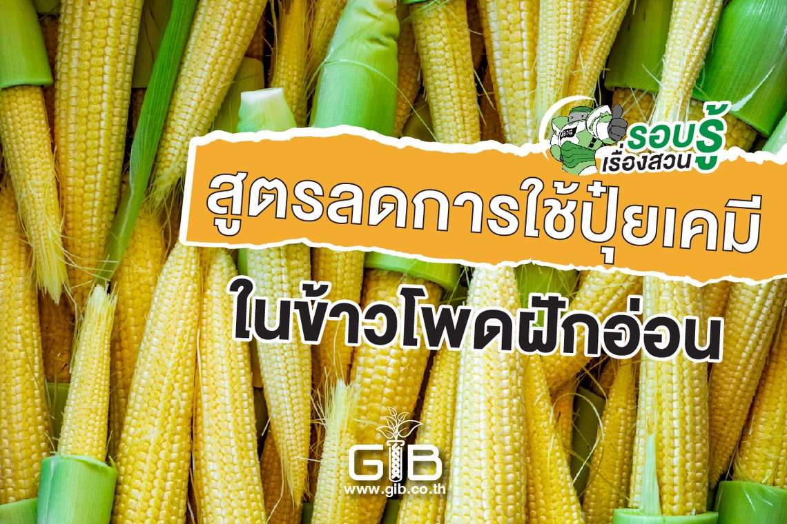 สูตรลดการใช้ปุ๋ยเคมีในข้าวโพดฝักอ่อน