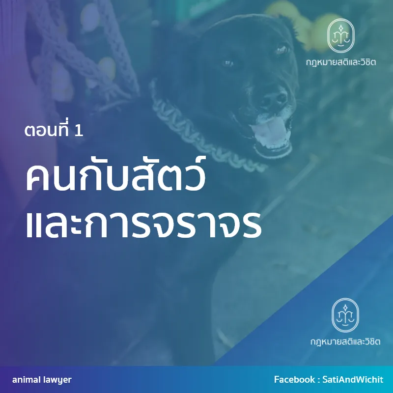 บทความที่48คนกับสัตว์และการจราจรI