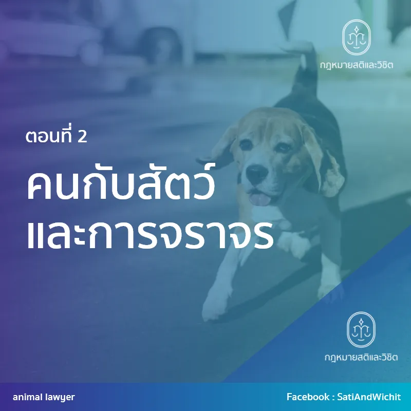 บทความที่49คนกับสัตว์และการจราจรII