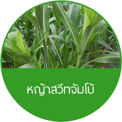 หญ้าจัมโบ้