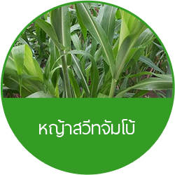 หญ้าจัมโบ้