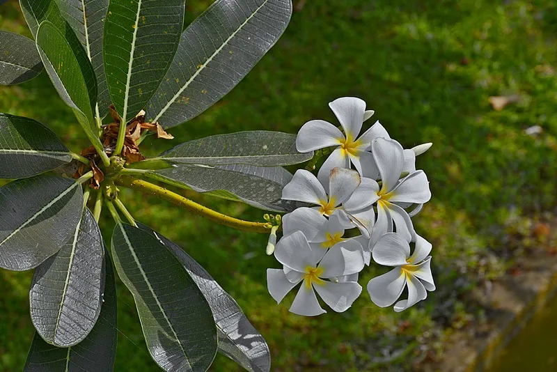 DSC0024