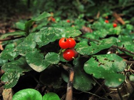IMG0091