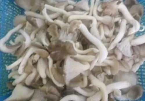 iTopPlus356516376501