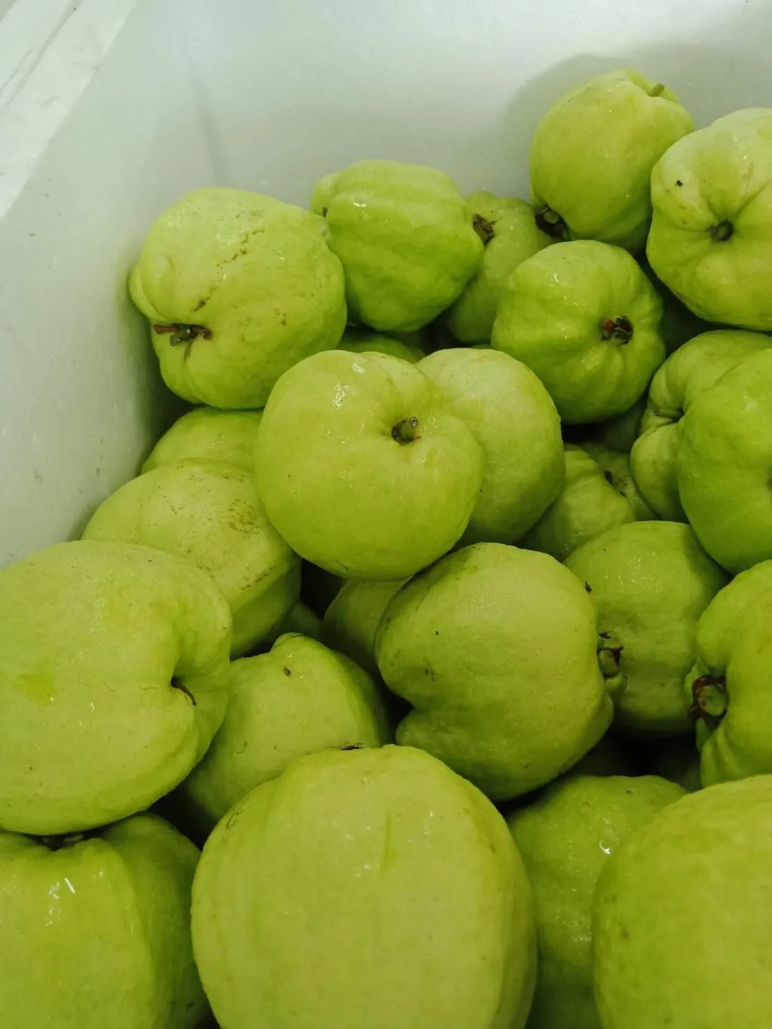 Fresh Guava