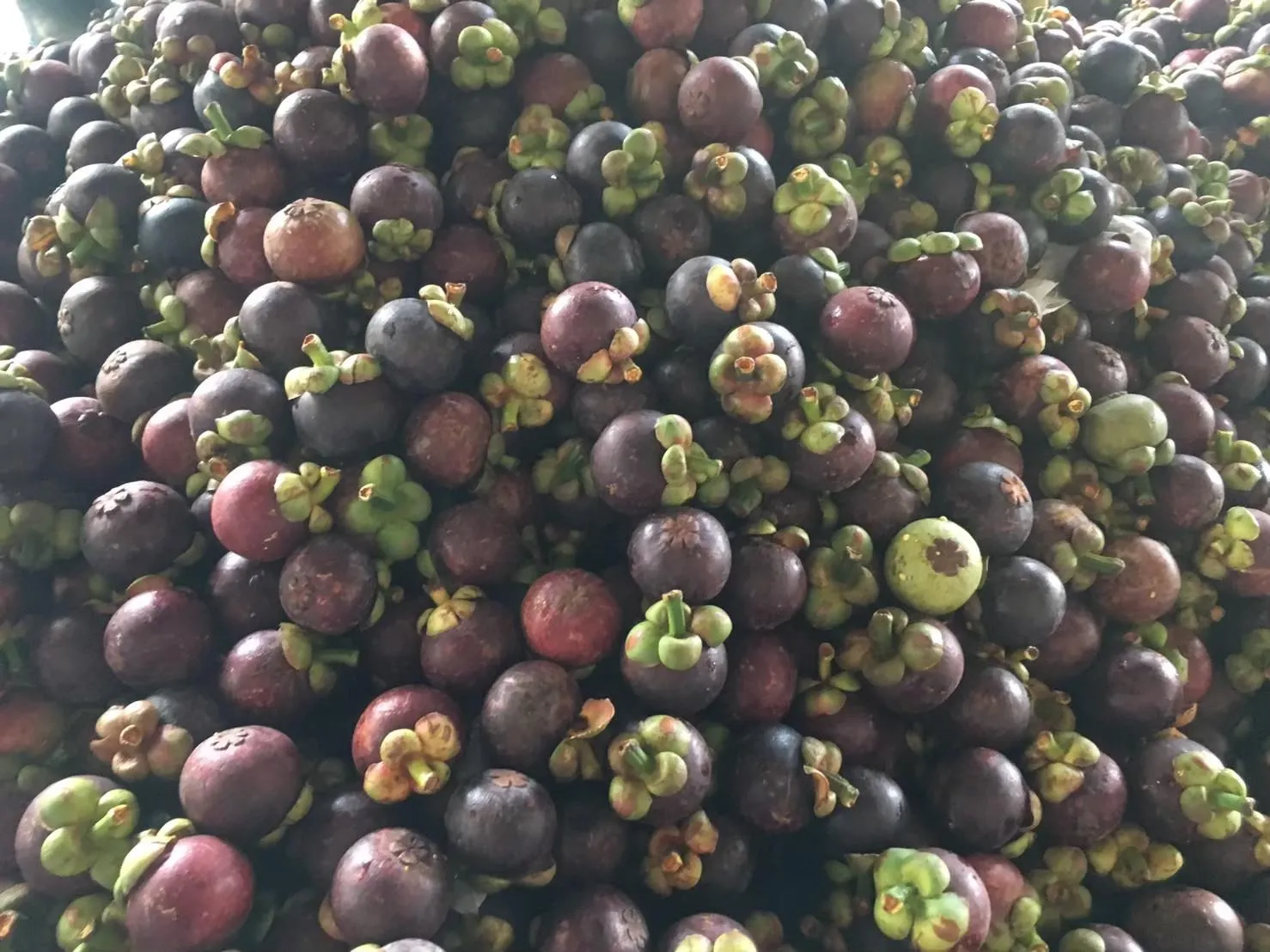 Fresh mangosteen