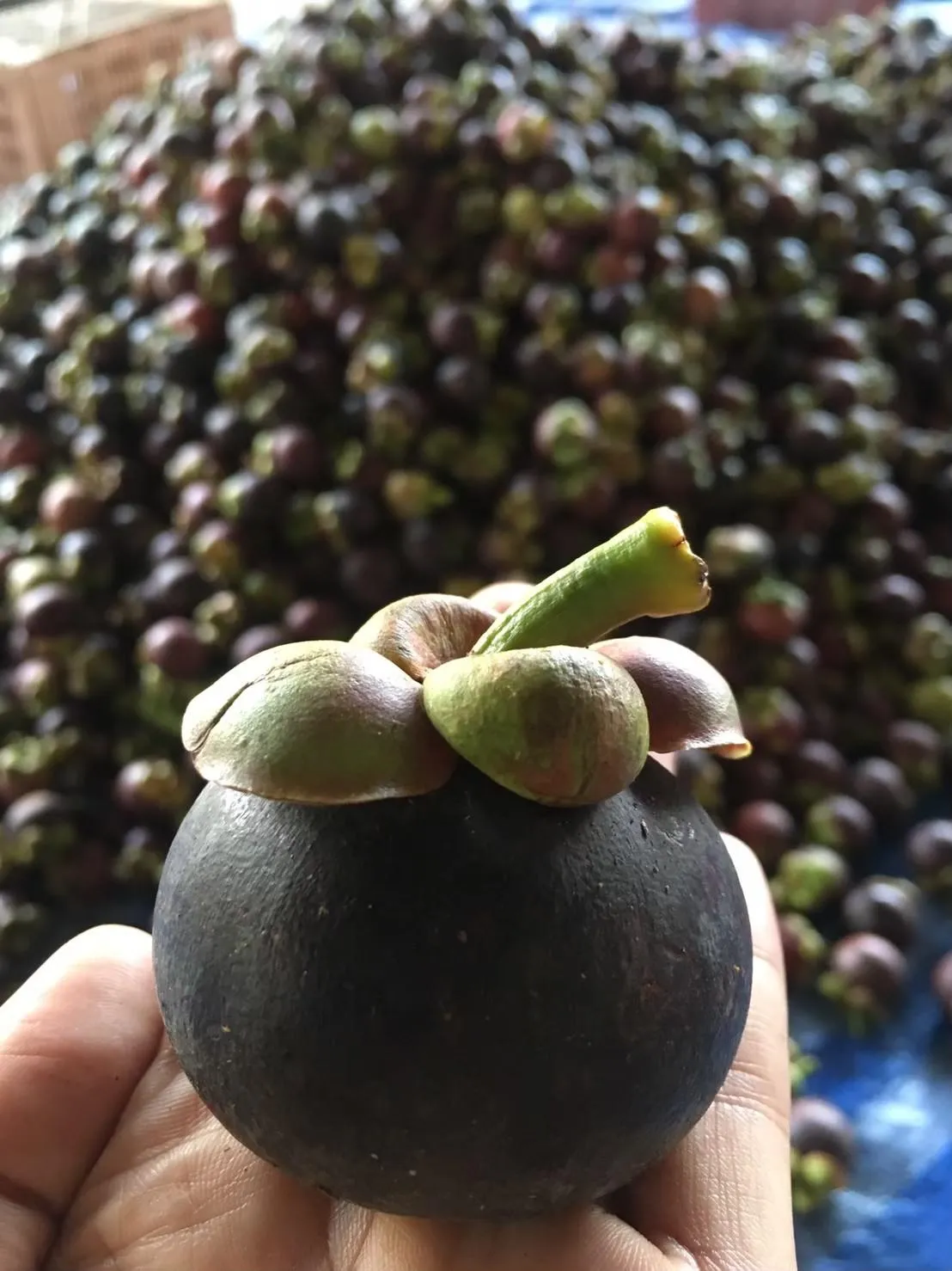Fresh mangosteen