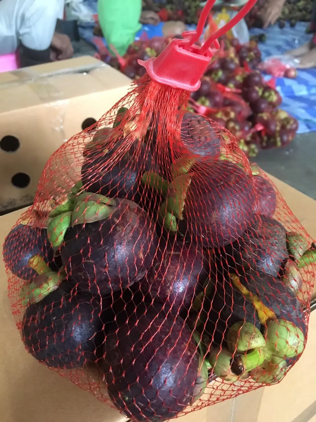 Fresh mangosteen