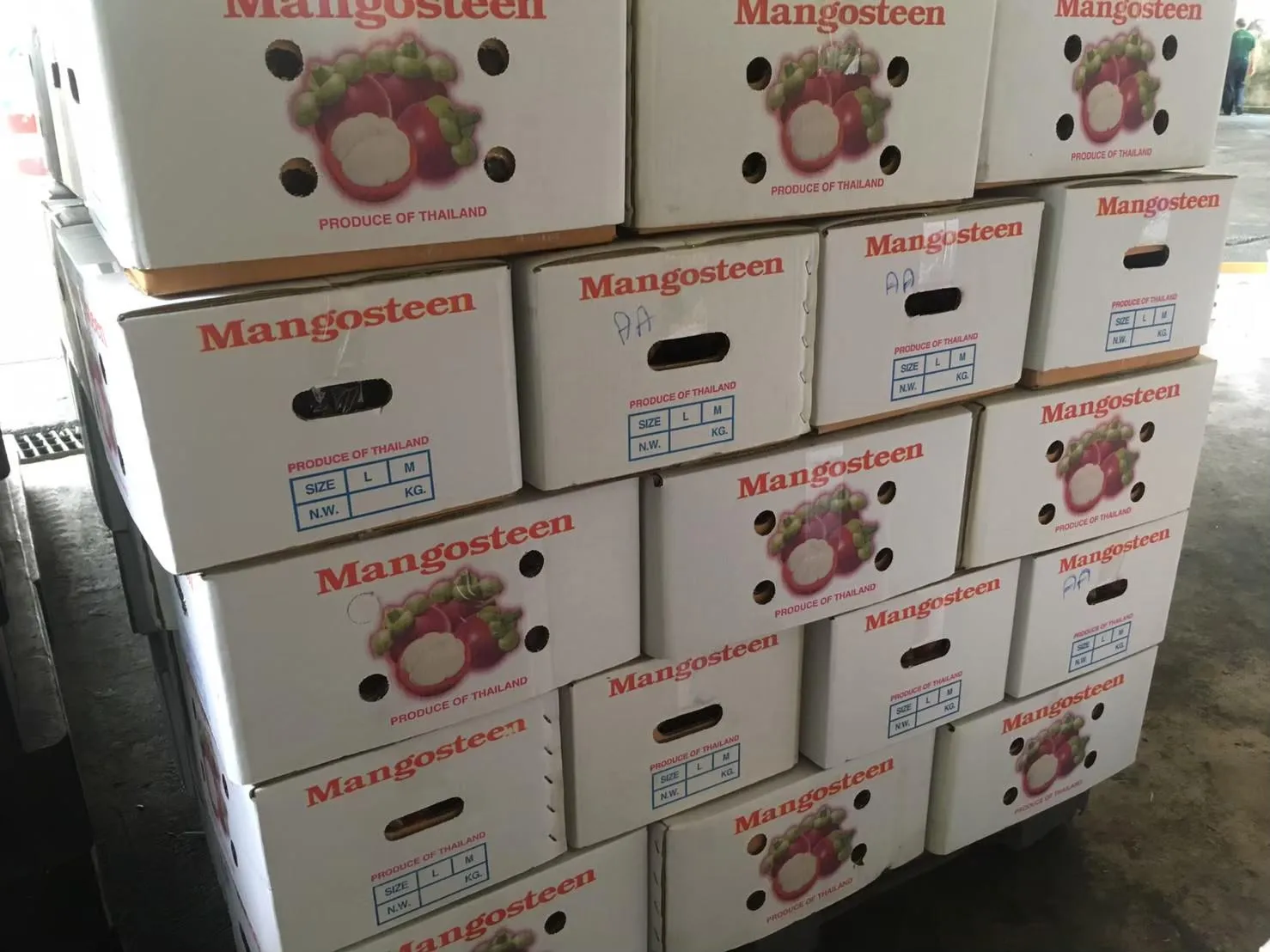 Fresh mangosteen