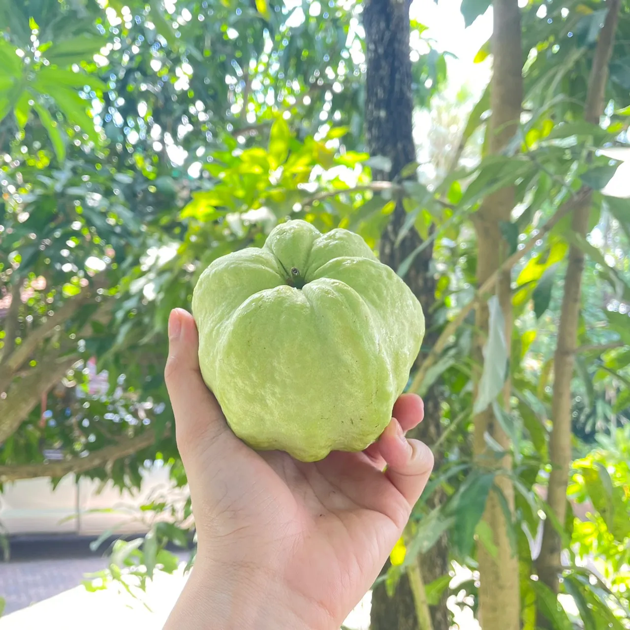 Fresh Guava