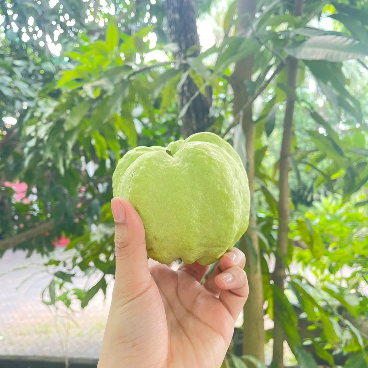 Fresh Guava