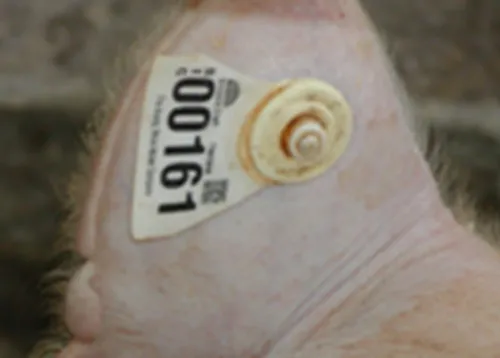 iTopPlus825318903017