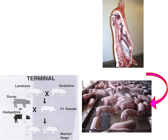 iTopPlus83947915342