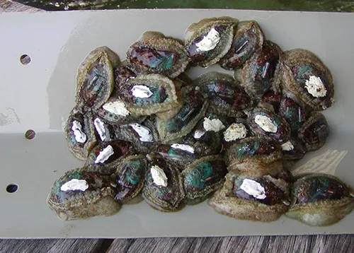 iTopPlus979397641135