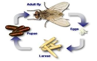 Life Cycle Of Maggots And Flies