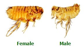 Biology Of The Fleas