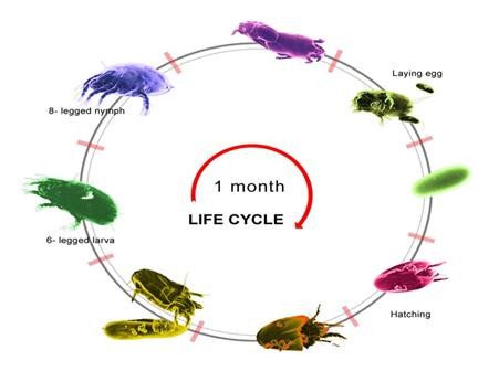 Spider Mite Life Cycle