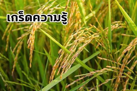 ข้าว