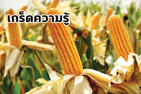 ข้าวโพด