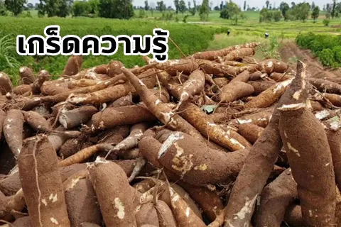 มัน