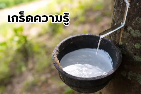 ยาง