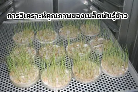 วิเคราะห์