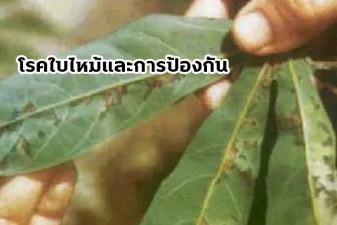 อ้อย