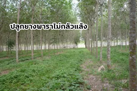 อ้อย